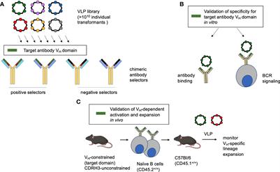 Engineering an Antibody V Gene-Selective Vaccine
